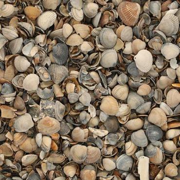 Schelpen 8-16 mm 17L Bruin Genuanceerd