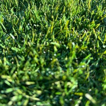 Smartgrass Jazz, poolhoogte 45 mm (rol = 400 cm breed)