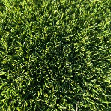 Smartgrass Dense