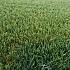 Smartgrass Sabrosa 4m breed