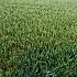 Smartgrass Esmeralda 4m breed poolhoogte 25 mm