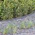 Eco Oh Grijs 14 cm hoog, 25 meter per rol