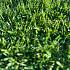Smartgrass Jazz, poolhoogte 45 mm (rol = 400 cm breed)