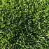 Smartgrass Dense