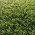 Smartgrass Dense