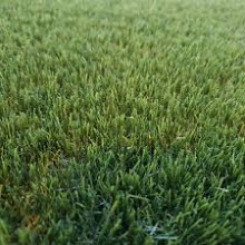 smartgrass stella 4m breed