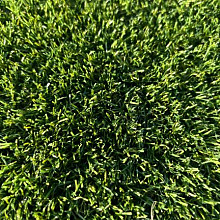 smartgrass dense