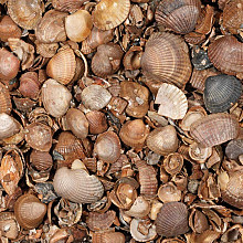 schelpen 8 16 mm 17l bruin genuanceerd